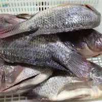 Frozen Perch