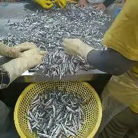 Frozen Anchovy Fish