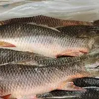 Frozen Rohu Fish