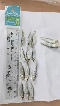 DRIED HERRING FISH