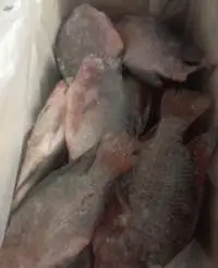 Perch