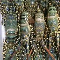 Frozen Lobster