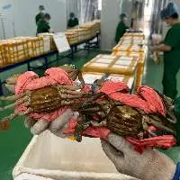 Live Mub Crab