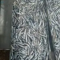 Frozen anchovies