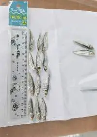 Dried Herring Fish