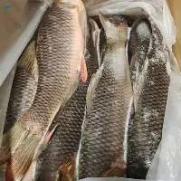 Frozen Rohu Fish