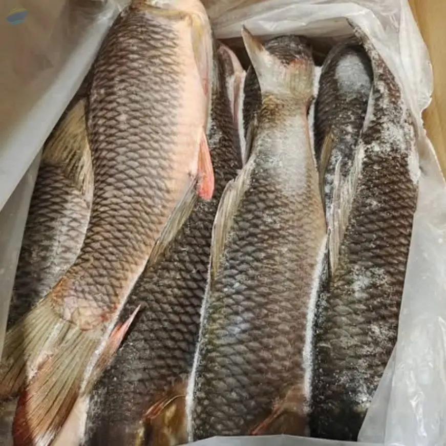 Frozen Rohu Fish