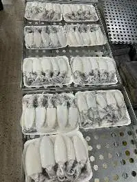 Frozen Squid