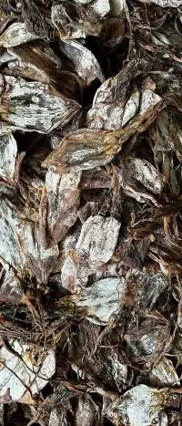 Dried Black Squid