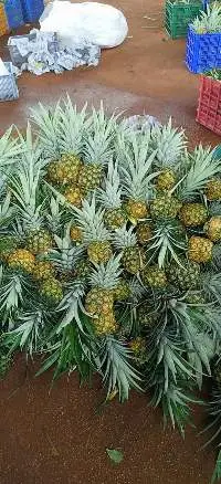 Fresh Pineapple