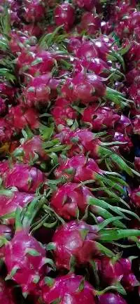 Fresh Dragon Fruit