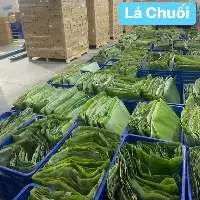 Banana Leaf