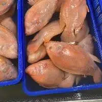 Frozen Red Tilapia
