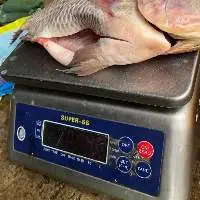 Frozen perch