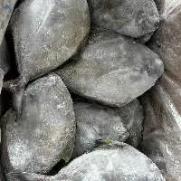 Frozen Black Bird Fish 