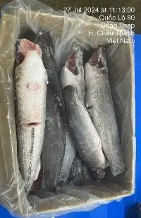 Frozen Snakehead Fish