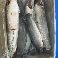 Frozen Snakehead Fish