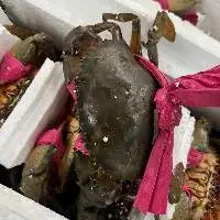 Frozen Mub Crab