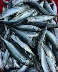 Frozen Mackerel Scad