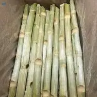 Frozen Sugarcane