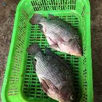 Frozen Tilapia