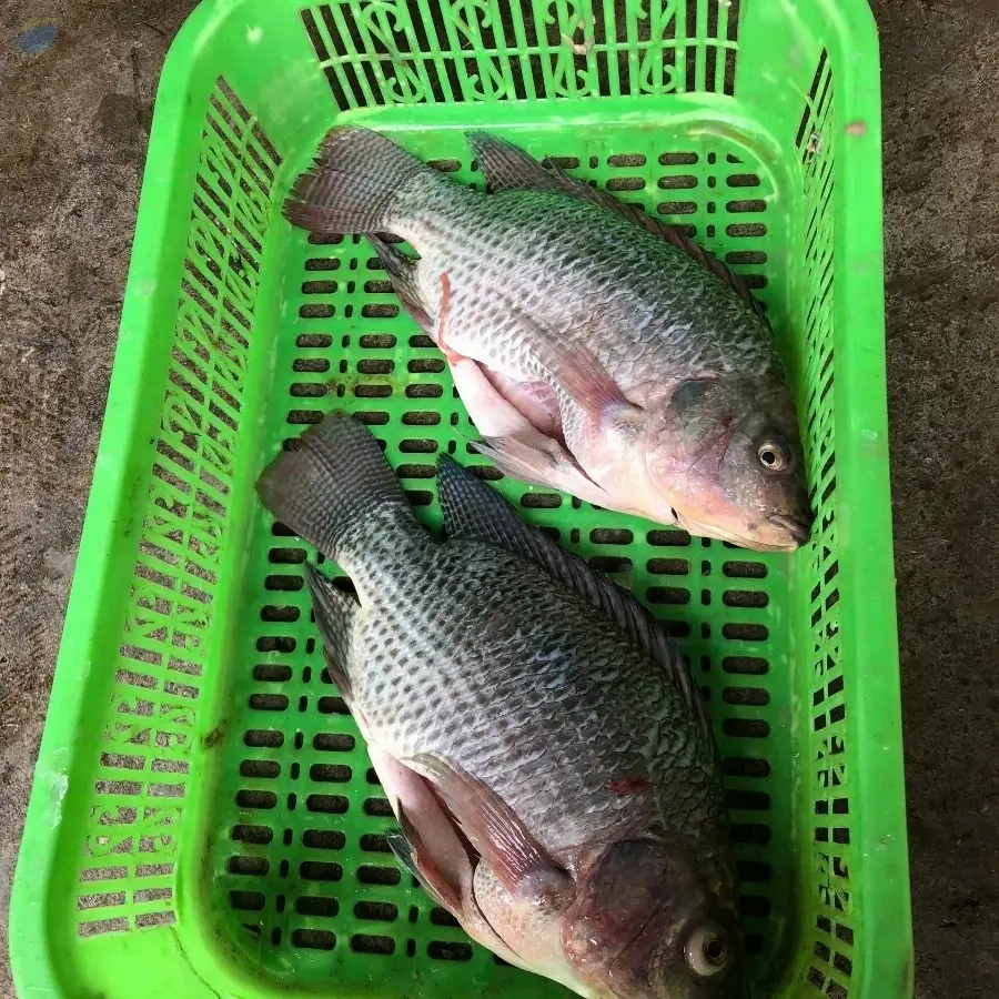 Frozen Tilapia