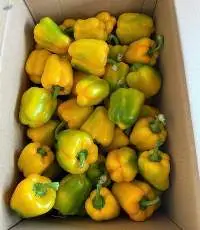 Fresh Bell Pepper