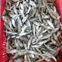 Dried Herring Fish