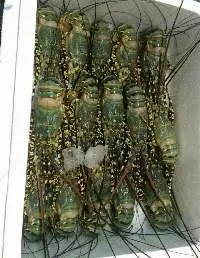 Frozen Lobster