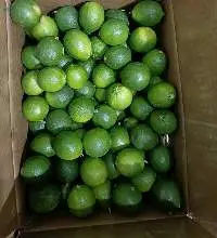 Seedless Lime