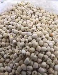 Lotus Seeds