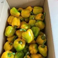 Bell Pepper