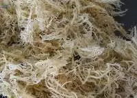 Seaweed