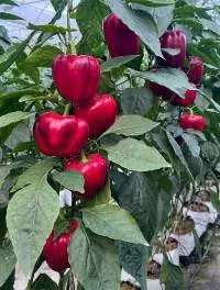 Fresh Bell Pepper