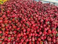 Fresh Bell Pepper