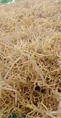 Dried Seaweed