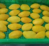 Frozen Mango