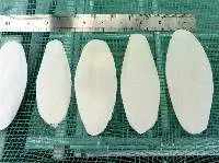 Dried Cuttlefish Bone