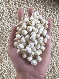 Lotus Seeds
