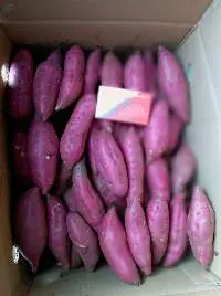Fresh Sweet Potato