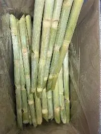 Frozen Sugarcane