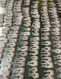 Frozen Frog Legs