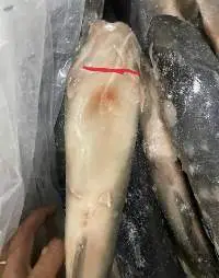 Frozen Catfish