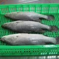 Farmed Seabass Fillet