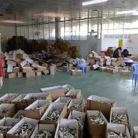 Dried Herring Fish