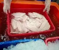 Red Tilapia Fillet