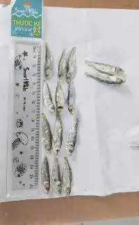 DRIED HERRING FISH