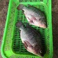 Frozen Tilapia