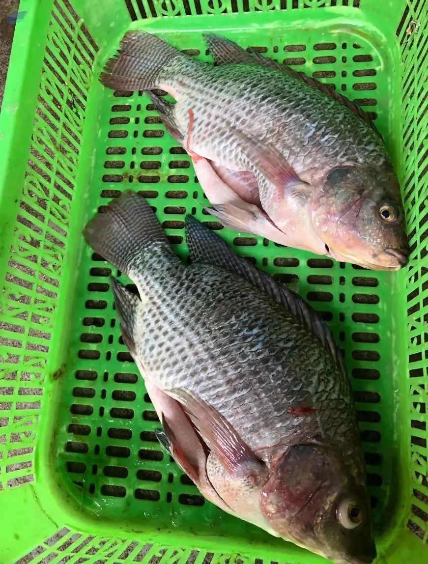 Frozen Perch