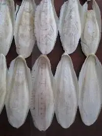 Dried Cuttlefish Bone